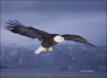 Alaska;Kenai-Peninsula;Bald-Eagle;Flight;Eagle;Haliaeetus-leucocephalus;flying-b